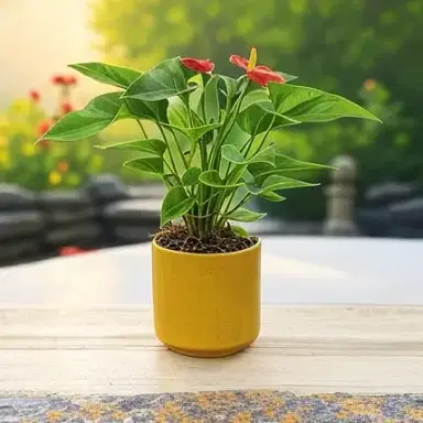 Anthurium Red Gift Plant in Ochre Pot
