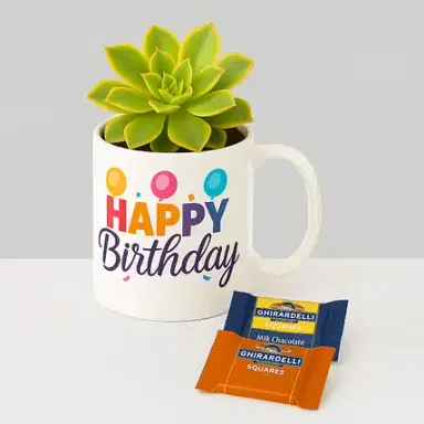 Aeonium Kiwi Birthday Gift