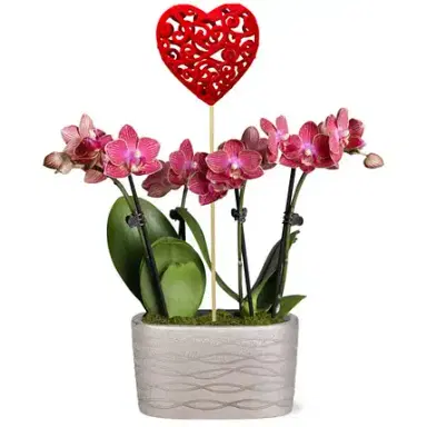 Beating Hearts Mini Orchid Garden